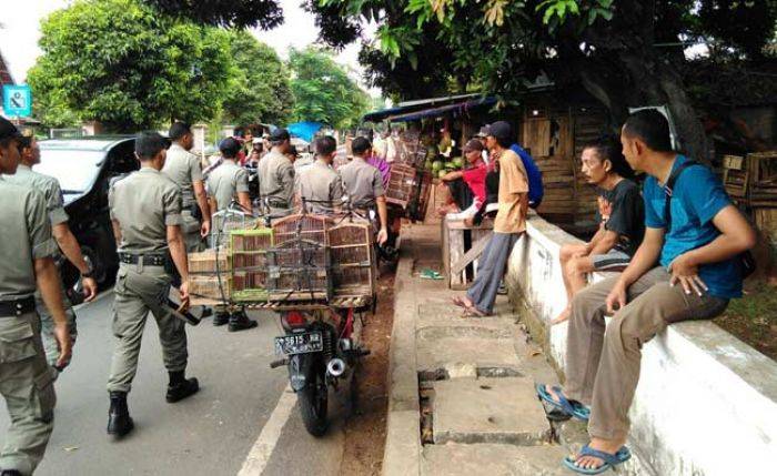 Satpol PP Tuban Razia PKL di Jalan Protokol, Angkut Paksa Satu Gerobak Satpol PP Tuban Razia PKL di Jalan Protokol, Angkut Paksa Satu Gerobak