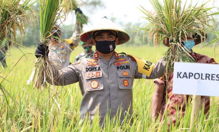 Dukung Ketahanan Pangan Mandiri, Kapolres Mojokerto Panen Raya di Kampung Tangguh Semeru Windurejo