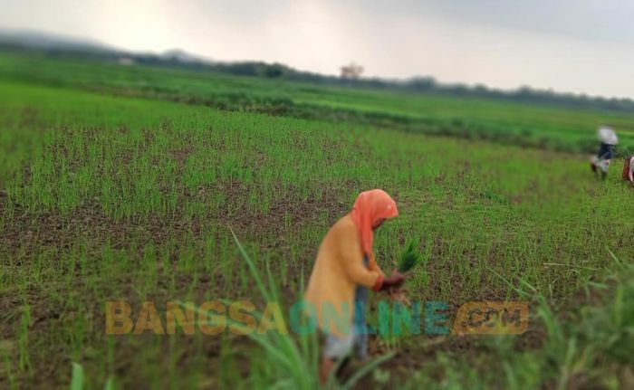 Alokasi Pupuk Subsidi Diduga Tidak Merata, Petani di Sampang Mengaku Tak Dapat Jatah