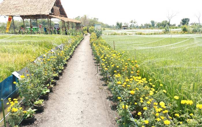 Jajaki Pasokan Bibit Unggul, Pemkab Lamongan Kerja Sama dengan Batan Jajaki Pasokan Bibit Unggul, Pemkab Lamongan Kerja Sama dengan Batan