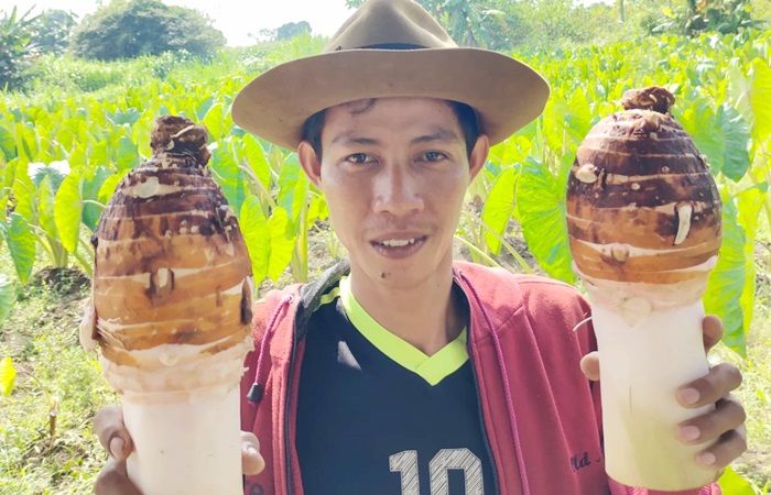 Bernilai Ekonomis Tinggi, Olah Budi Daya Talas Pratama Pemuda Wotan Gresik Hasilkan Tepung Premium Bernilai Ekonomis Tinggi, Olah Budi Daya Talas Pratama Pemuda Wotan Gresik Hasilkan Tepung Premium