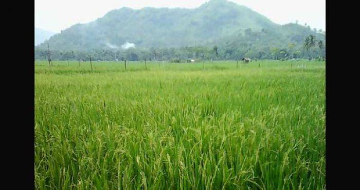 Pasokan Air Minim dan Distribusi Pupuk Tidak Merata, Panen Padi di Trenggalek Sulit Meningkat Pasokan Air Minim dan Distribusi Pupuk Tidak Merata, Panen Padi di Trenggalek Sulit Meningkat