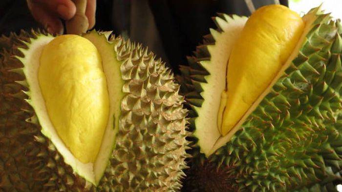 Ini Tips Memilih Durian yang Matang