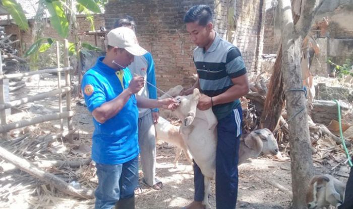 Tingkatkan Populasi Ternak, DPP Madiun Intensifkan IB