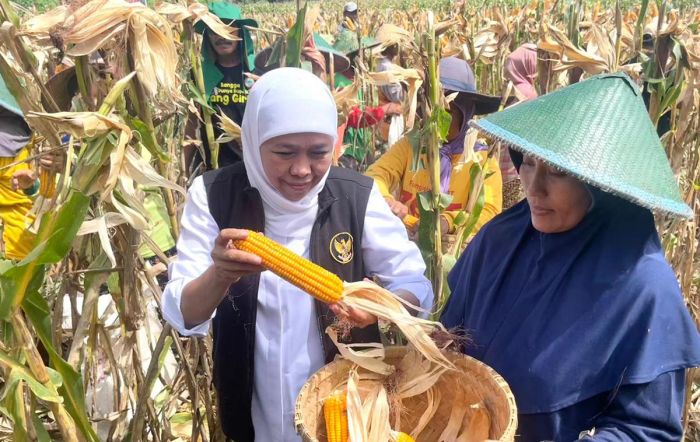 Gubernur Khofifah Panen Jagung Unggulan 