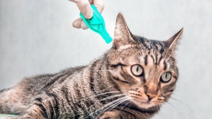Bulu Kucing Rawan Terkena Kutu, Kenali Gejala dan Cara mengatasinya Bulu Kucing Rawan Terkena Kutu, Kenali Gejala dan Cara mengatasinya