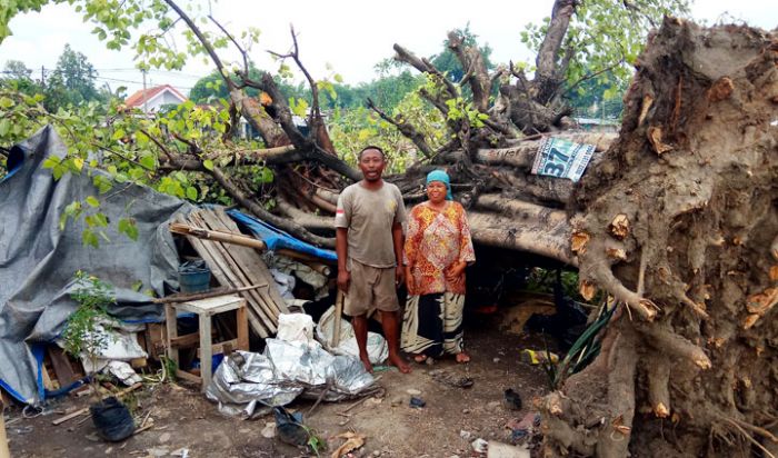 Kesaksian Suparno yang Selamat dari Maut, Sempat Dapat Petunjuk Kalau Pohon Ambar akan Roboh