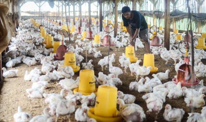 Anjloknya Harga Ayam Diduga Permainan Kartel