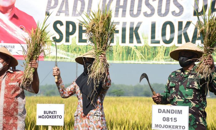 Diklaim Tinggi Zinc, Bupati Mojokerto Panen Beras Anti Stunting