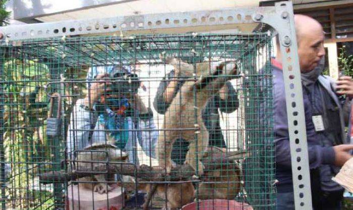Jual Beli Satwa Dilindungi Berhasil Dibongkar Jual Beli Satwa Dilindungi Berhasil Dibongkar