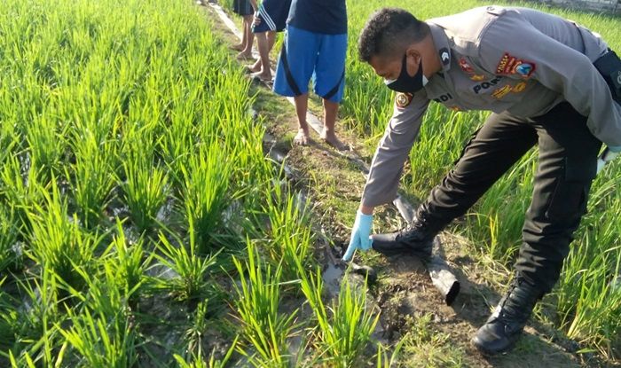 ​Seorang Kakek di Tuban Tewas Tersengat Jebakan Tikus Listrik