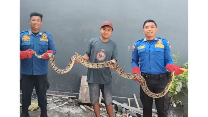 Ular Piton 2 Meter Muncul di Pekarangan Rumah Warga, Damkar Pos Grogol Kediri Lakukan Evakuasi