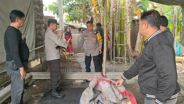 Jelang Imlek, Polsek Krian Grebek Lokasi Judi Sabung Ayam Jelang Imlek, Polsek Krian Grebek Lokasi Judi Sabung Ayam