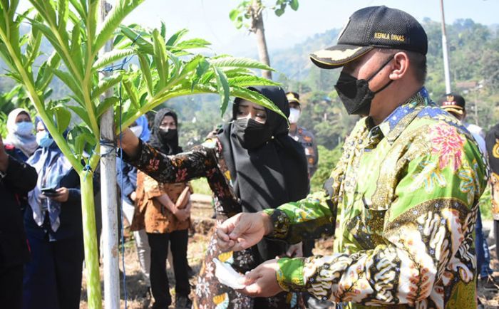 Didampingi Kepala Dinas Pertanian Mojokerto, Bupati Ikfina Tinjau Panen 15 Ton Porang di Desa Jembul