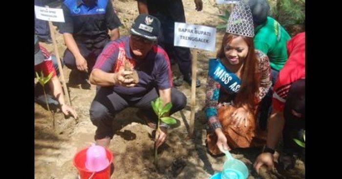 Pantai Cengkrok Trenggalek Ditanami 6001 Pohon Mangrove