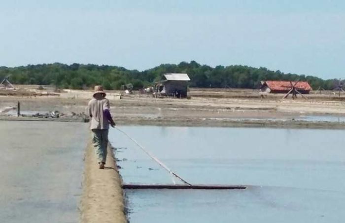Petani di Pamekasan Tak Khawatirkan Garam Impor Petani di Pamekasan Tak Khawatirkan Garam Impor