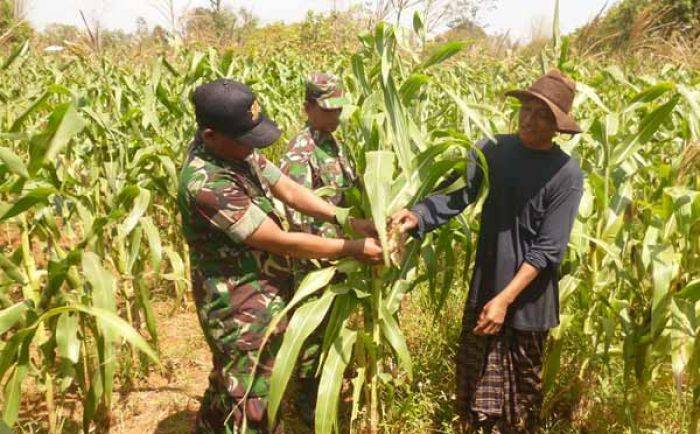 Targetkan Swasembada Jagung, Babinsa Cek Tanaman Jagung di Tanjung Bumi Bangkalan Targetkan Swasembada Jagung, Babinsa Cek Tanaman Jagung di Tanjung Bumi Bangkalan