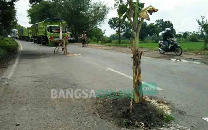 Kecewa Tak Kunjung Diperbaiki, Warga Tanam Pohon di Jalur Nasional Jombang Kecewa Tak Kunjung Diperbaiki, Warga Tanam Pohon di Jalur Nasional Jombang