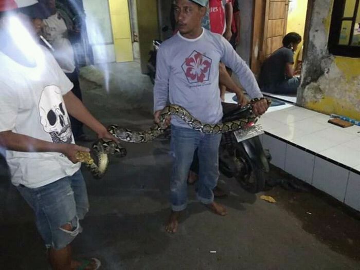 Ular Sanca Warna Emas Muncul dari Kuburan Paranormal di Probolinggo, Diyakini Sebagai Penunggu Makam Ular Sanca Warna Emas Muncul dari Kuburan Paranormal di Probolinggo, Diyakini Sebagai Penunggu Makam