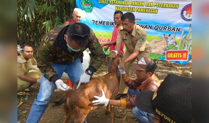 Pastikan Hewan Qurban Aman dari Penyakit Menular, DKPP Pamekasan Lakukan Pemeriksaan Pastikan Hewan Qurban Aman dari Penyakit Menular, DKPP Pamekasan Lakukan Pemeriksaan