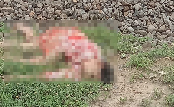 Diduga Sengaja Tabrakkan Diri, Warga Sooko Mojokerto Tewas Disambar KA Sancaka Diduga Sengaja Tabrakkan Diri, Warga Sooko Mojokerto Tewas Disambar KA Sancaka
