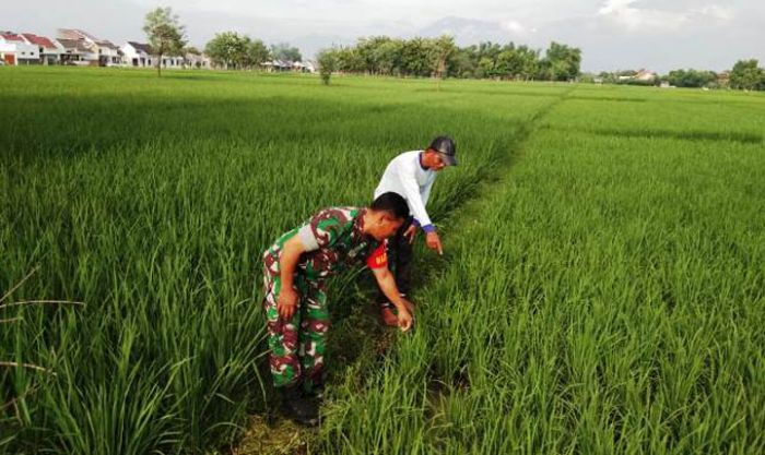 Babinsa Jajaran Kodim Madiun Dampingi Petani Pantau Pertumbuhan Tanaman Padi