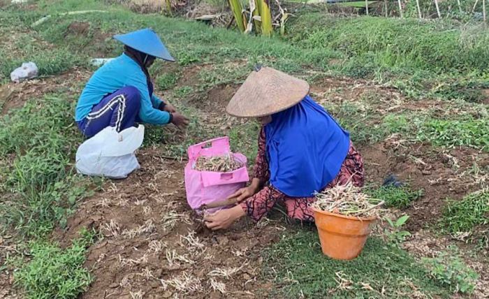 Gagal Panen, Petani Bawang Merah di Tuban Rugi Puluhan Juta Gagal Panen, Petani Bawang Merah di Tuban Rugi Puluhan Juta