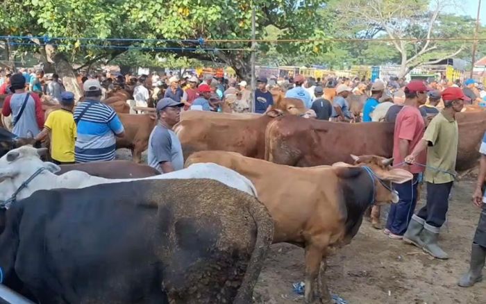 Waspada! Kasus PMK di Ngawi Meluas ke 9 Kecamatan