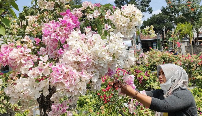Tarik Pelanggan, Pasutri di Kediri Padukan Kedai Kopi dengan Kebun Bunga Bougenville Tarik Pelanggan, Pasutri di Kediri Padukan Kedai Kopi dengan Kebun Bunga Bougenville