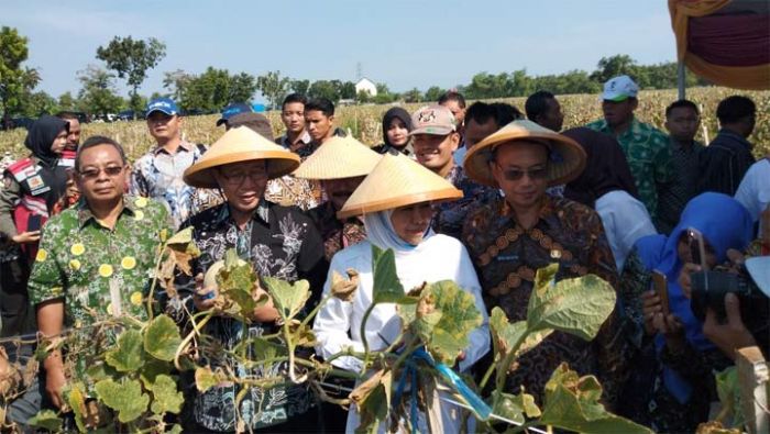 Panen Melon di Tuban, Gubernur Jatim Disambati Modal Tanam Panen Melon di Tuban, Gubernur Jatim Disambati Modal Tanam
