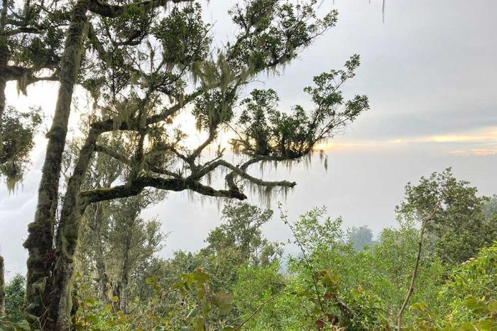 Menguak Lebih Dalam Fungsi Hutan untuk Makhluk Hidup Menguak Lebih Dalam Fungsi Hutan untuk Makhluk Hidup