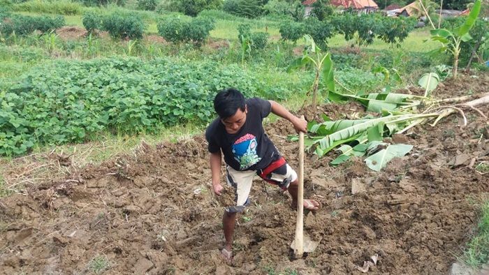 Hujan Berkurang, Petani Tembakau di Pamekasan Mulai Olah Lahan Hujan Berkurang, Petani Tembakau di Pamekasan Mulai Olah Lahan