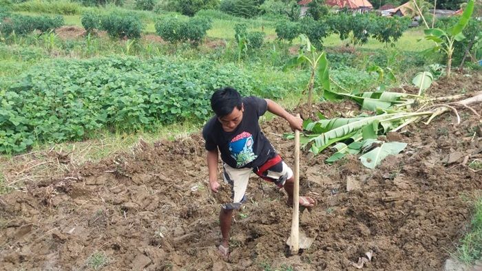 Hujan Berkurang, Petani Tembakau di Pamekasan Mulai Olah Lahan 