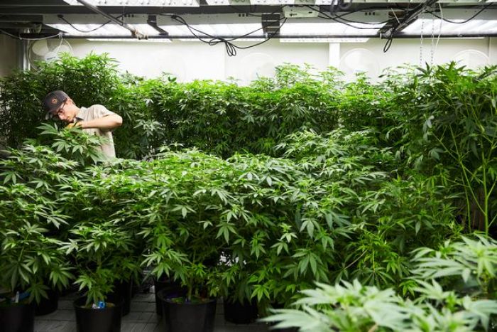 Hindari Kebangkrutan, Kota Coachella di California Legalkan Ganja Hindari Kebangkrutan, Kota Coachella di California Legalkan Ganja