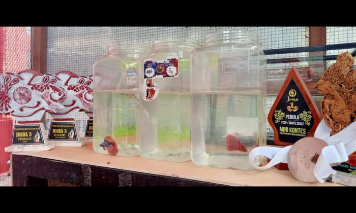 Berhasil Sabet Juara, Lapas Narkotika Pamekasan Galakkan Budi Daya Ikan Cupang Berhasil Sabet Juara, Lapas Narkotika Pamekasan Galakkan Budi Daya Ikan Cupang