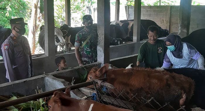 Dispanperta Sidoarjo Gelar Penyuntikan Vaksin PMK di Prambon Dispanperta Sidoarjo Gelar Penyuntikan Vaksin PMK di Prambon