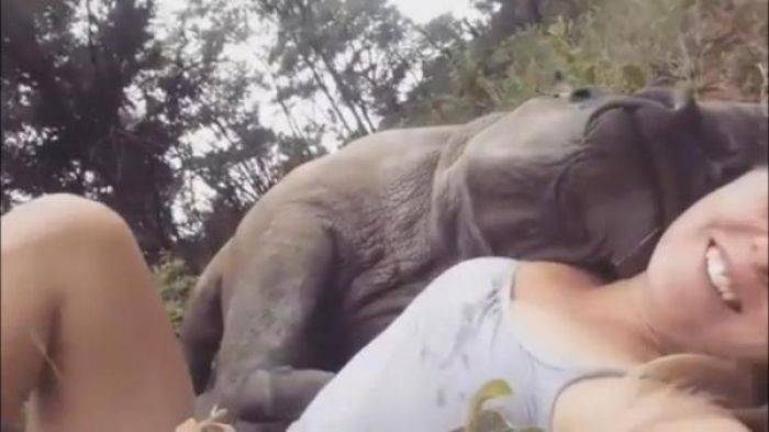 Subhanallah, Anak Badak Anggap Perawatnya adalah Ibu Subhanallah, Anak Badak Anggap Perawatnya adalah Ibu