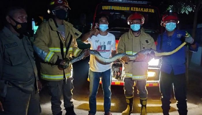 Damkar Trenggalek Evakuasi 2 Ular Sanca di Lokasi yang Berbeda Damkar Trenggalek Evakuasi 2 Ular Sanca di Lokasi yang Berbeda
