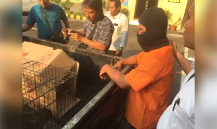 Jual Elang Jawa, Warga Kediri Ditangkap Polisi Jual Elang Jawa, Warga Kediri Ditangkap Polisi