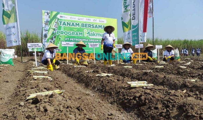Lahan Produksi Turun, PG Gempolkrep Optimis Sumbang Gula 899.488,9 Ton Lahan Produksi Turun, PG Gempolkrep Optimis Sumbang Gula 899.488,9 Ton
