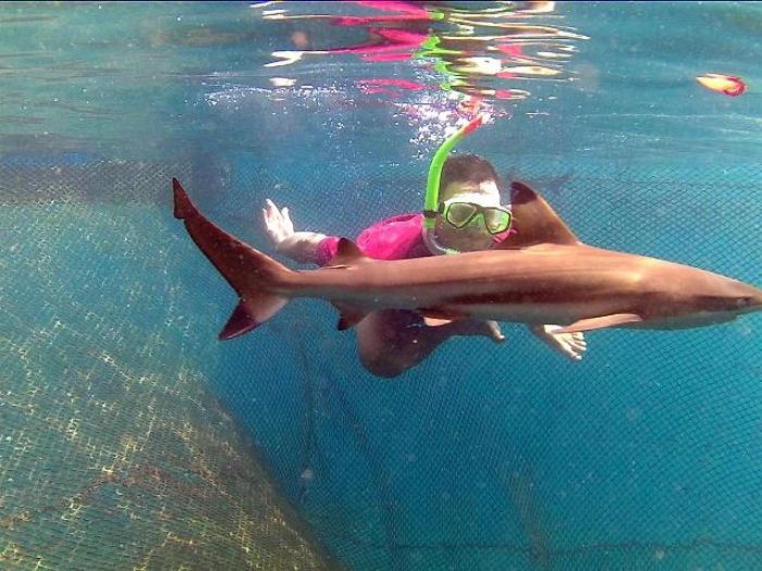 Wisata Bangsring, Menyapa Ikan Hiu hingga Lihat Apartemen Terumbu Karang Bawah Laut Wisata Bangsring, Menyapa Ikan Hiu hingga Lihat Apartemen Terumbu Karang Bawah Laut