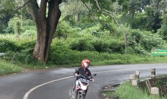 Rawan Patah, Dewan Kota Batu Ingatkan Dinas Soal Ranting Pohon Tua Rawan Patah, Dewan Kota Batu Ingatkan Dinas Soal Ranting Pohon Tua