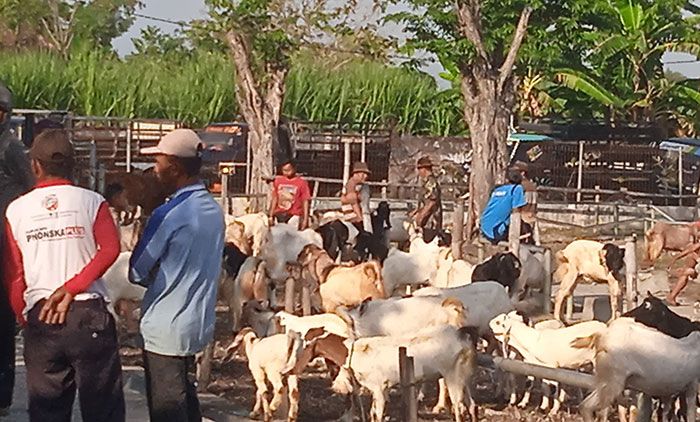 5 Bulan Ditutup karena PMK, Pasar Hewan Tikung di Lamongan Dibuka Lagi