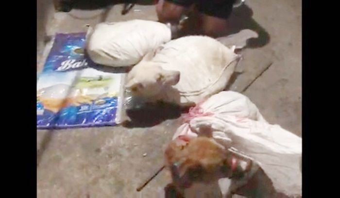 Rumah Jagal Anjing di Surabaya Digerebek Polisi, Begini Proses Masaknya yang Keji hingga Siap Saji Rumah Jagal Anjing di Surabaya Digerebek Polisi, Begini Proses Masaknya yang Keji hingga Siap Saji