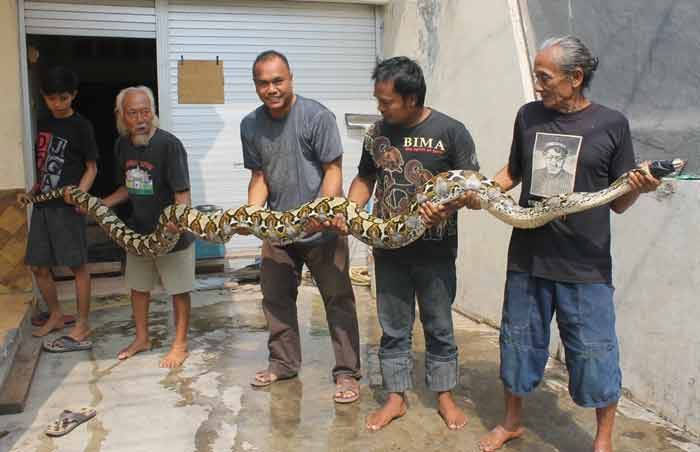 Nyari Biawak, Pria di Sidorajo ini Bawa Pulang Ular Sepanjang 6 Meter Nyari Biawak, Pria di Sidorajo ini Bawa Pulang Ular Sepanjang 6 Meter