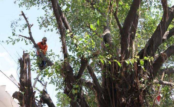 Sambut Musim Hujan, DKP Intensifkan Perantingan Sambut Musim Hujan, DKP Intensifkan Perantingan
