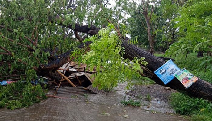 Tragis! Warung Milik Janda di Banyuwangi Rusak Parah Tertimpa Pohon