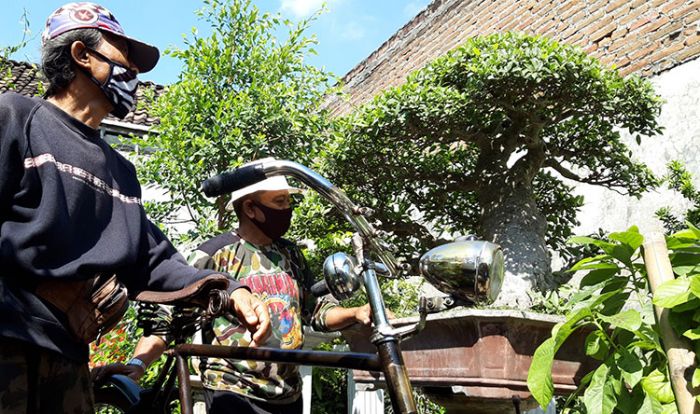 ​Budi Bonsai, Penghobi Bonsai dan Sepeda Tua: Keduanya Tak Terpengaruh Pandemi Covid-19