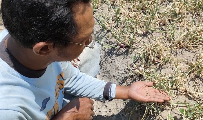 Diserang Ulat Grayak, Petani Bawang Merah di Ngasem Kediri Terancam Gagal Panen
