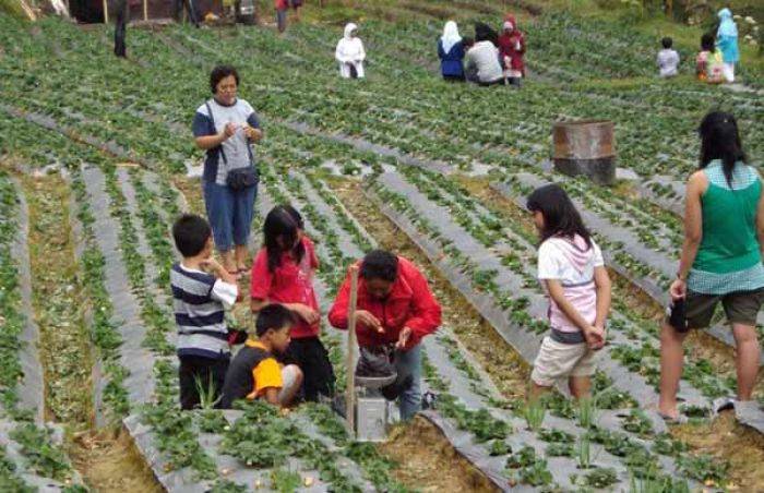 Agrowisata Kebun Strawberry Sempol di Bondowoso Jadi Alternatif Wisatawan